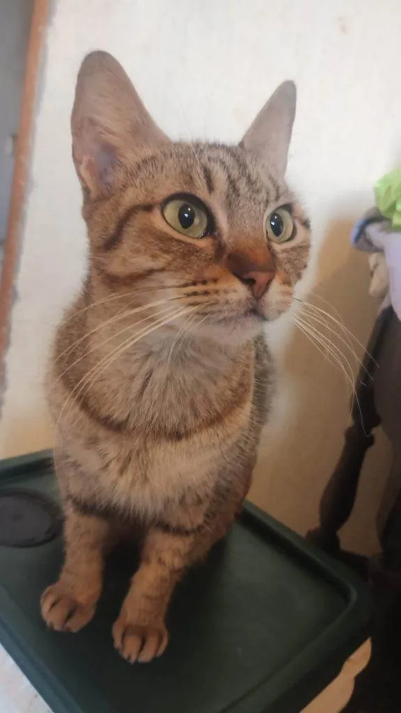 Gato ra a SRD-ViraLata idade 2 a 6 meses nome Falar com Guilherme - Whats 11 98176-5645