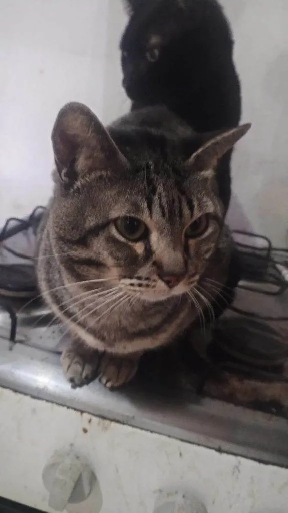 Gato ra a SRD-ViraLata idade 2 a 6 meses nome Falar com Guilherme - Whats 11 98176-5645