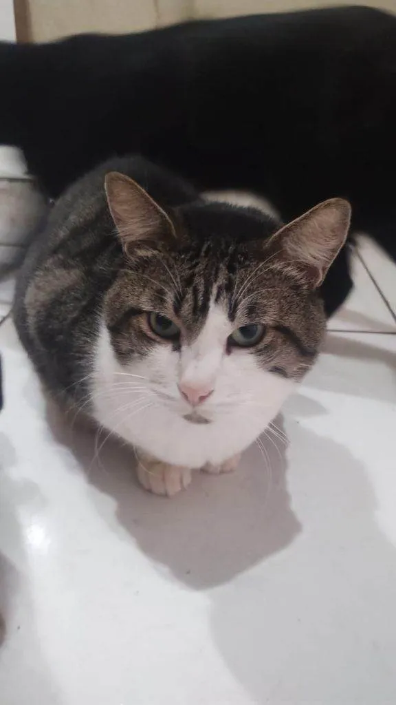 Gato ra a SRD-ViraLata idade 2 a 6 meses nome Falar com Guilherme - Whats 11 98176-5645