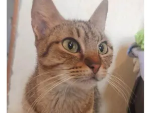 Gato raça SRD-ViraLata idade 2 a 6 meses nome Falar com Guilherme - Whats 11 98176-5645