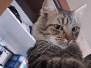 Gato raça SRD-ViraLata idade 2 a 6 meses nome Falar com Guilherme - Whats 11 98176-5645