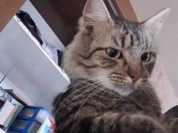 Gato ra a SRD-ViraLata idade 2 a 6 meses nome Falar com Guilherme - Whats 11 98176-5645