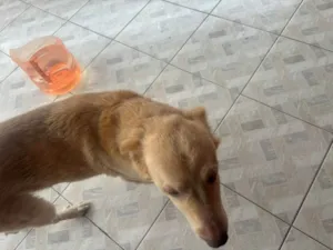 Cachorro raça Pit-Bull idade 2 a 6 meses nome Falar com Ana Paula - Whats 11 99445-5118