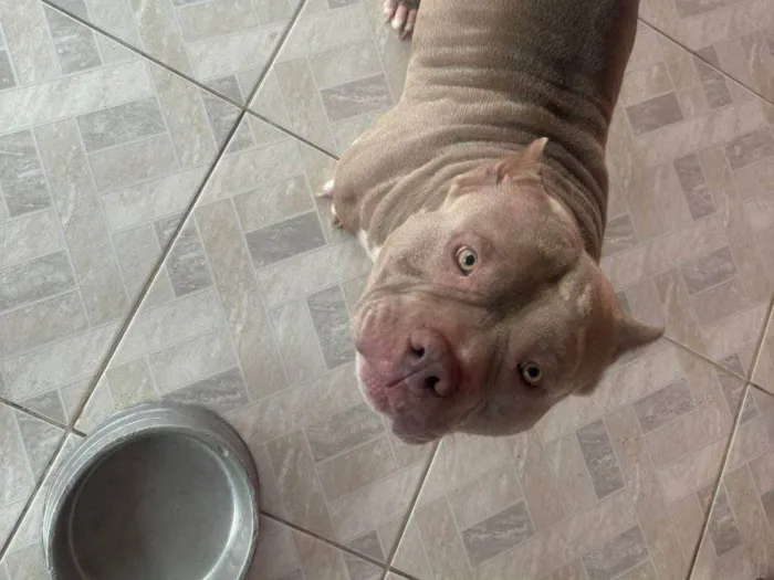 Cachorro ra a Pit-Bull idade 2 a 6 meses nome Falar com Ana Paula - Whats 11 99445-5118