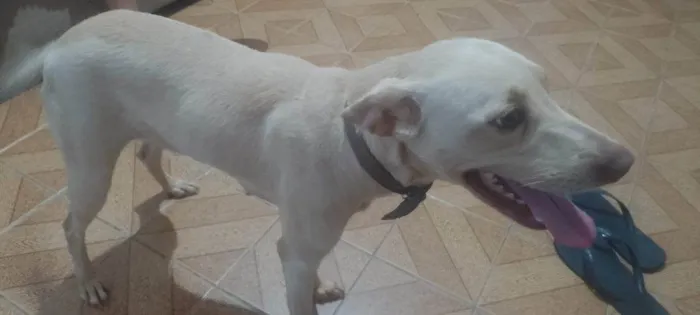 Cachorro ra a SRD-ViraLata idade 2 a 6 meses nome Falar com Edmilson - Whats 11 96568-0348