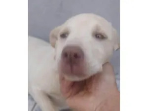 Cachorro raça SRD-ViraLata idade 2 a 6 meses nome Falar com Edmilson - Whats 11 96568-0348