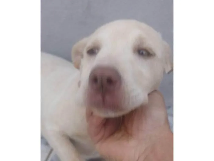 Cachorro ra a SRD-ViraLata idade 2 a 6 meses nome Falar com Edmilson - Whats 11 96568-0348