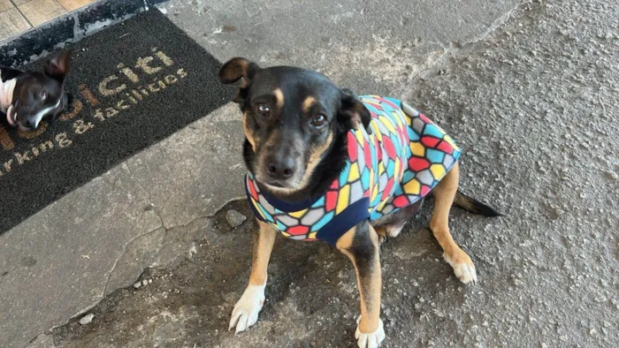 Cachorro ra a SRD-ViraLata idade 2 a 6 meses nome  Falar com Lidia - Whats 11 97810-9126