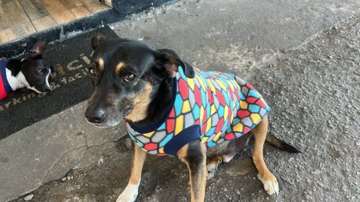Cachorro ra a SRD-ViraLata idade 2 a 6 meses nome  Falar com Lidia - Whats 11 97810-9126