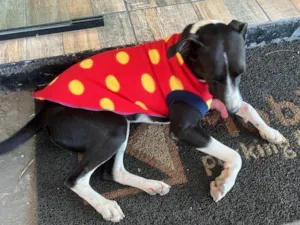 Cachorro raça SRD-ViraLata idade 2 a 6 meses nome  Falar com Lidia - Whats 11 97810-9126