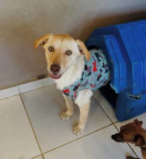 Cachorro raça SRD-ViraLata idade 1 ano nome Feliz 