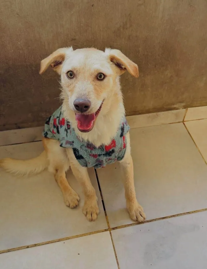 Cachorro ra a SRD-ViraLata idade 1 ano nome Feliz 