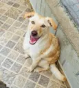 Feliz