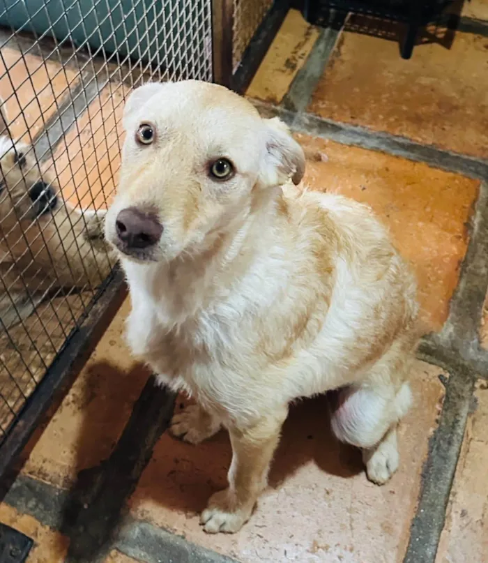 Cachorro ra a SRD-ViraLata idade 1 ano nome Feliz 
