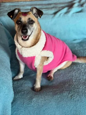 Cachorro raça SRD-ViraLata idade 5 anos nome Fiona