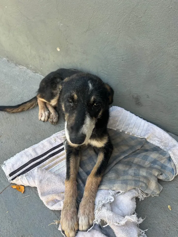 Cachorro ra a SRD-ViraLata idade 7 a 11 meses nome Sem nome