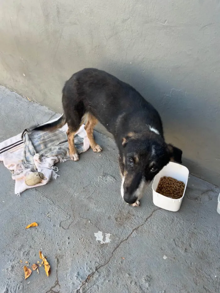 Cachorro ra a SRD-ViraLata idade 7 a 11 meses nome Sem nome