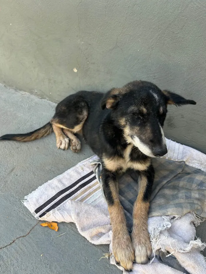 Cachorro ra a SRD-ViraLata idade 7 a 11 meses nome Sem nome