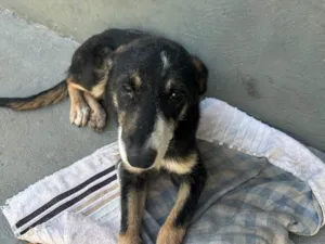 Cachorro raça SRD-ViraLata idade 7 a 11 meses nome Sem nome