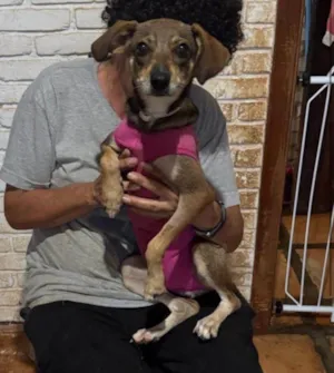 Cachorro raça SRD-ViraLata idade 1 ano nome Beatriz