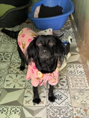 Cachorro raça SRD-ViraLata idade 2 anos nome Maria Rita 