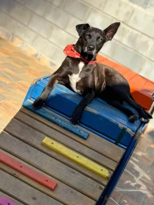 Cachorro raça SRD-ViraLata idade 6 ou mais anos nome Logan