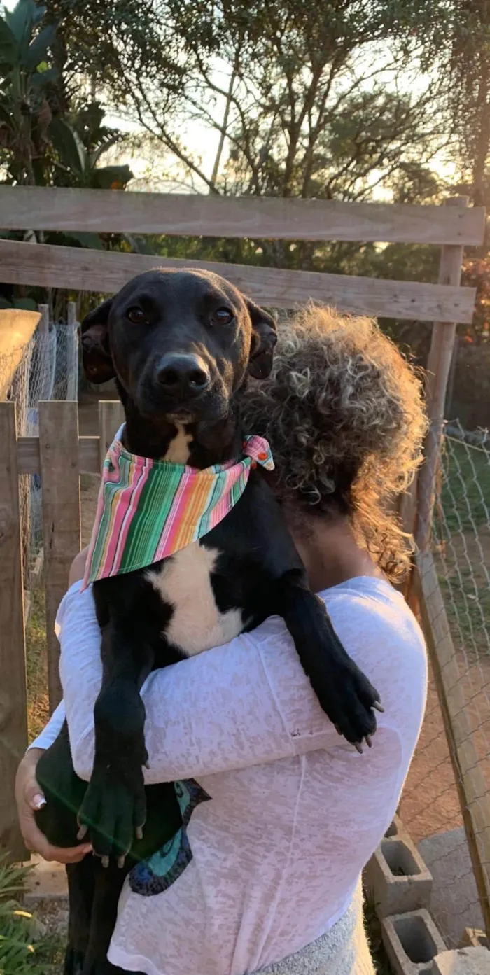 Cachorro ra a SRD-ViraLata idade 6 ou mais anos nome Logan
