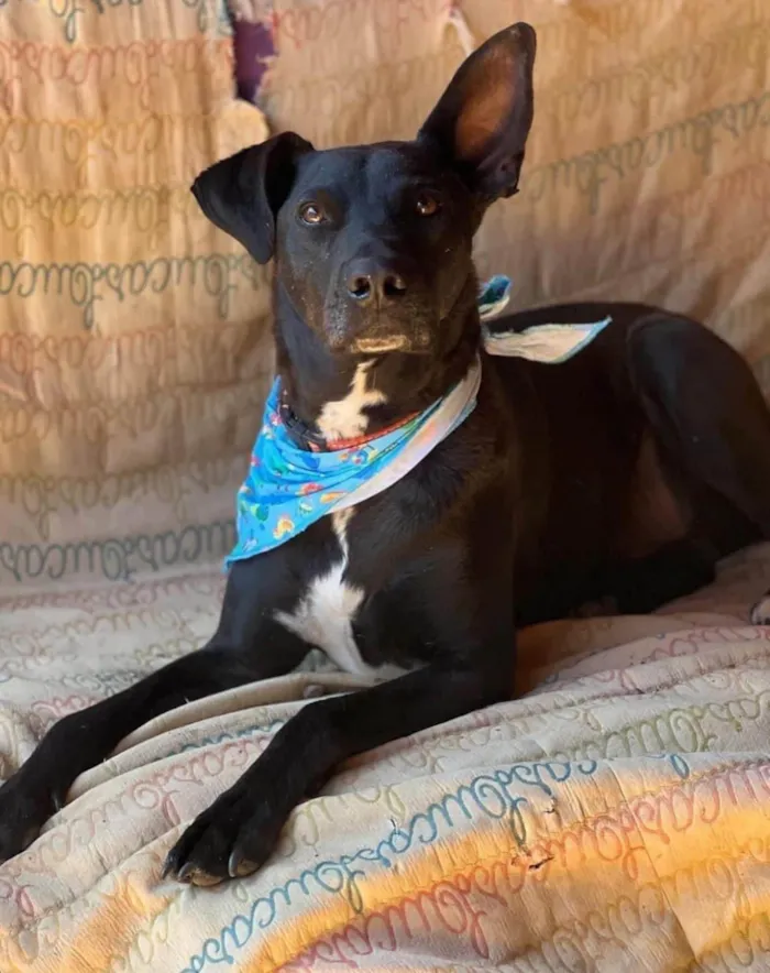 Cachorro ra a SRD-ViraLata idade 6 ou mais anos nome Logan
