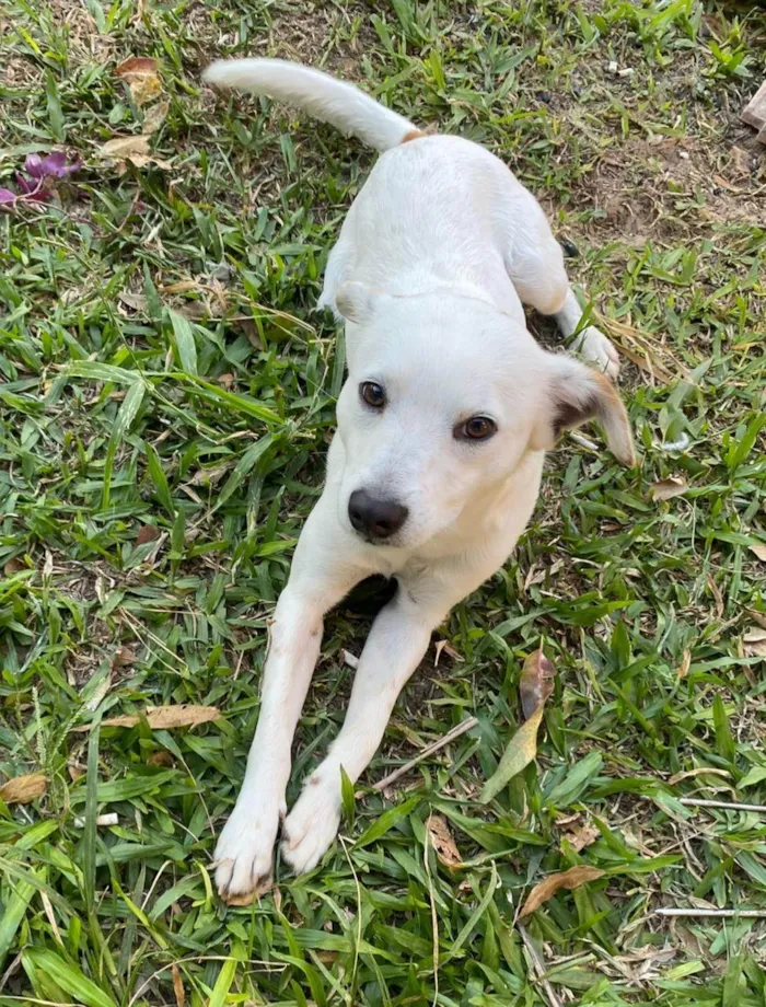 Cachorro ra a SRD-ViraLata idade 1 ano nome Gucci