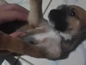 Cachorro raça SRD-ViraLata idade Abaixo de 2 meses nome Sem nome 