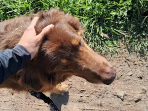 Cachorro raça SRD-ViraLata idade 4 anos nome Urso