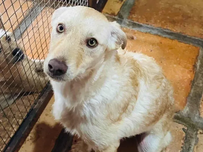 Cachorro ra a SRD-ViraLata idade 1 ano nome Feliz 
