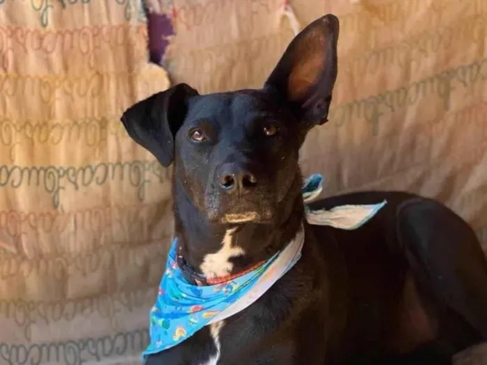 Cachorro ra a SRD-ViraLata idade 6 ou mais anos nome Logan
