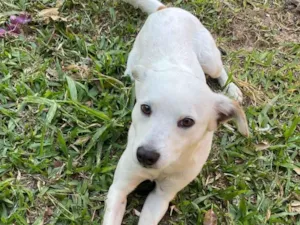 Cachorro raça SRD-ViraLata idade 1 ano nome Gucci