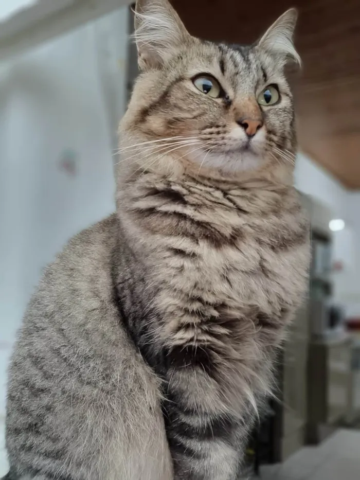 Gato ra a SRD-ViraLata idade 4 anos nome Sem nome