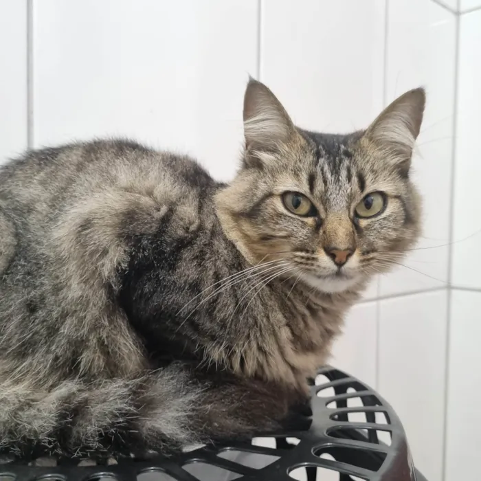 Gato ra a SRD-ViraLata idade 4 anos nome Sem nome