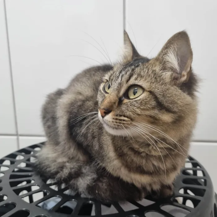 Gato ra a SRD-ViraLata idade 4 anos nome Sem nome