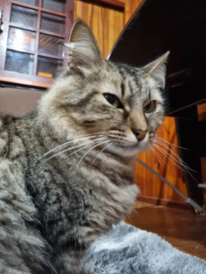 Gato ra a SRD-ViraLata idade 4 anos nome Sem nome