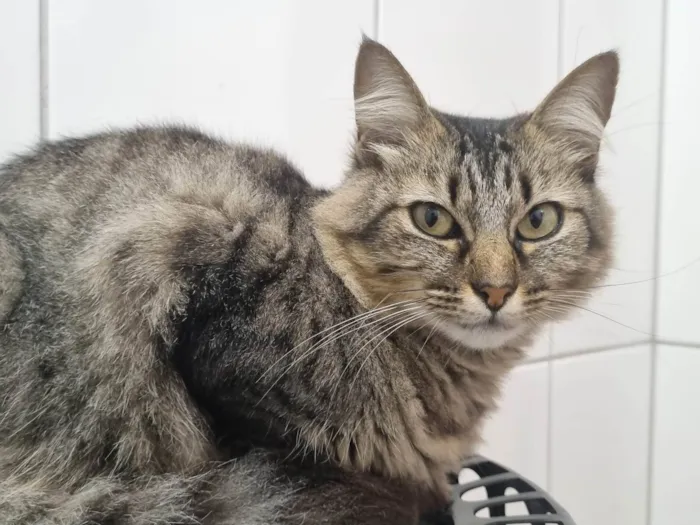 Gato ra a SRD-ViraLata idade 4 anos nome Sem nome