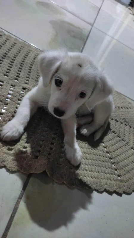 Cachorro ra a SRD-ViraLata idade 2 a 6 meses nome Skay