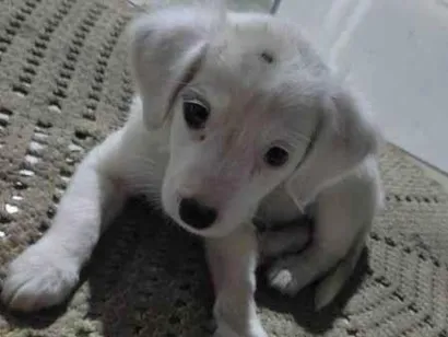 Cachorro raça SRD-ViraLata idade 2 a 6 meses nome Skay