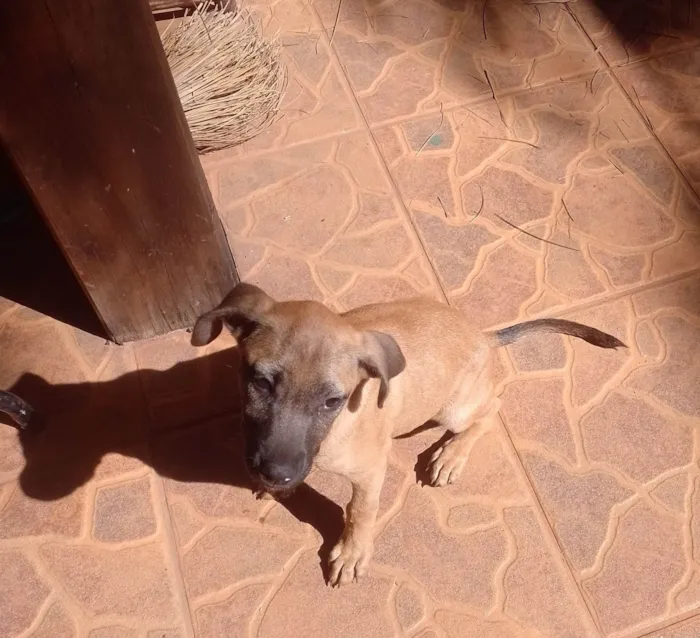 Cachorro ra a SRD-ViraLata idade 2 a 6 meses nome Pietra