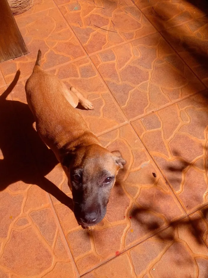 Cachorro ra a SRD-ViraLata idade 2 a 6 meses nome Pietra