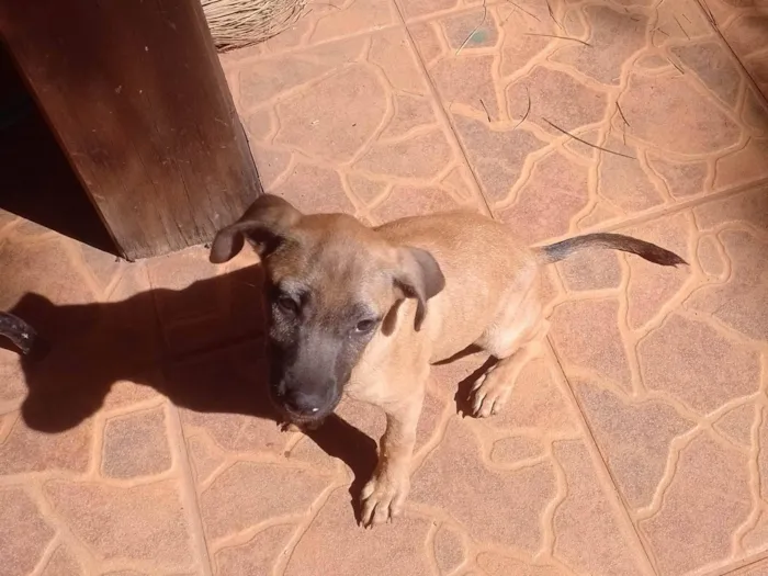 Cachorro ra a SRD-ViraLata idade 2 a 6 meses nome Pietra