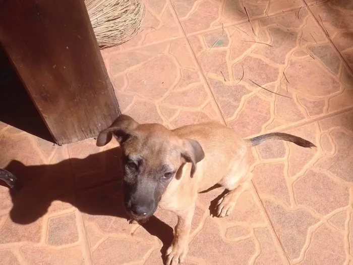 Cachorro ra a SRD-ViraLata idade 2 a 6 meses nome Pietra