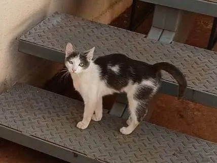 Gato ra a SRD-ViraLata idade 2 a 6 meses nome Sem nome definido 