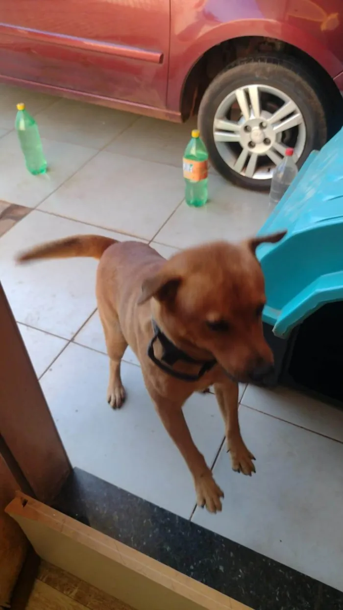 Cachorro ra a SRD-ViraLata idade 2 anos nome ZEUS