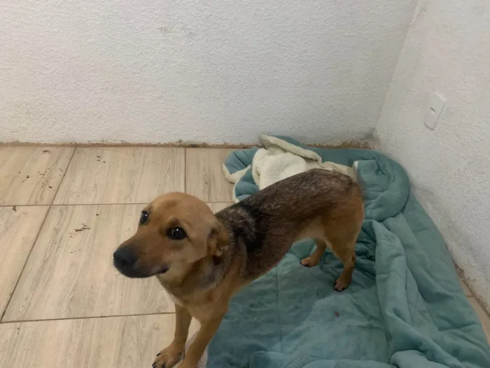 Cachorro ra a SRD-ViraLata idade 2 a 6 meses nome Luna 