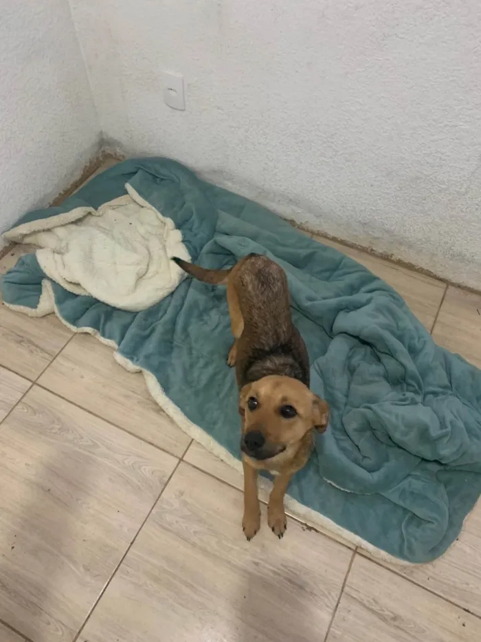 Cachorro ra a SRD-ViraLata idade 2 a 6 meses nome Luna 