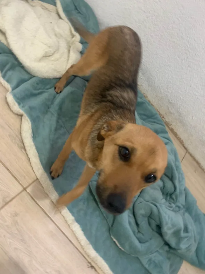 Cachorro ra a SRD-ViraLata idade 2 a 6 meses nome Luna 